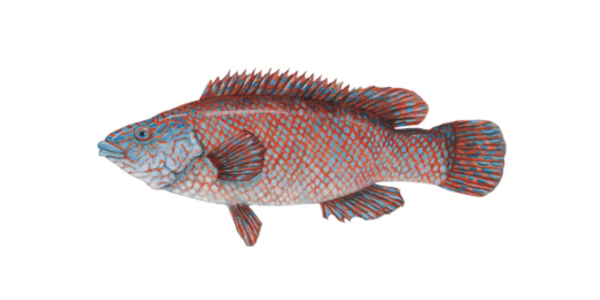 Ballan wrasse